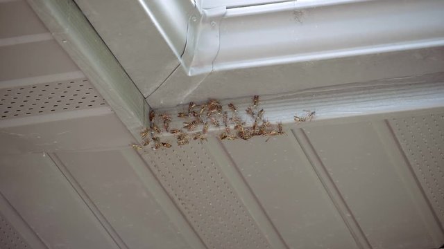 Wasps under gutter