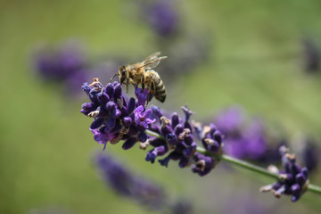 bee on a blooming lavender