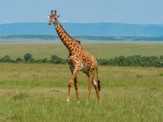 Reticulated giraffe in a Kenya