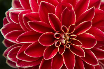 Blossom of a red dahlia in full bloom