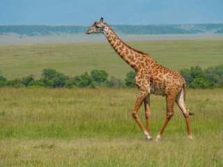 Reticulated giraffe in a Kenya