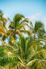 tropical palm trees against a blue sky