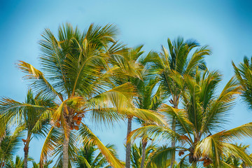 Naklejka na ściany i meble tropical palm trees against a blue sky