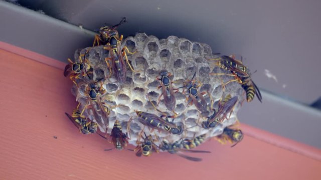 Wasp nest under soffit 01