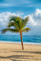 paradise sandy beach with palm trees