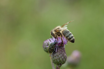 Bee on a pink flower Field thistle. Field wild-type plant with spines.