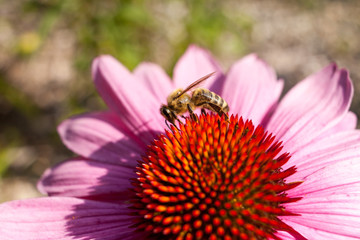 Bee on coneflower. Bee on a blurred background. A bee drinking nectar from a flower.