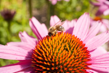 Bee on coneflower. Bee on a blurred background. A bee drinking nectar from a flower.
