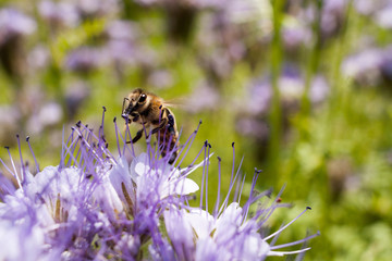 Bee on light violets flowers Phacelia tanacetifolia on Blur background. Pollen on the legs.
