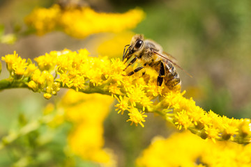 Bee on yellow goldenrod. Collects pollen and drink nectar. Yellow flower with insect.