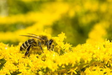 Bee on yellow goldenrod. Collects pollen and drink nectar. Yellow flower with insect.
