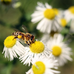 Obraz premium Bee on white, yellow aster. Collecting pollen and drink nectar. Purple flower with insect.