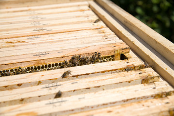 Frame with honey drawn from a beehive. Honeycombs in frame and bees. Choosing honey by beekeeper.