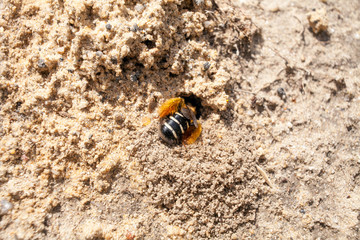 Solitary bees. Bee living underground. Bee digging a hole in the ground.