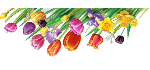 Arrangement with multicolor tulips flowers over white background