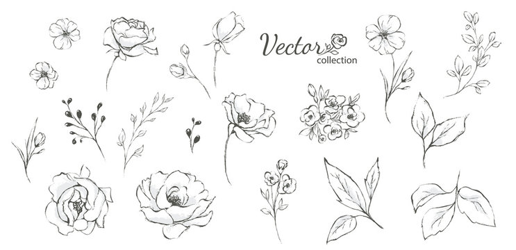 Set of floral branch. Flower rose,  leaves. Wedding concept with flowers. Floral poster, invite. Vector arrangements for greeting card or invitation design