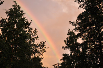 Rainbow in the pink sky and birch trees after rain sunlight