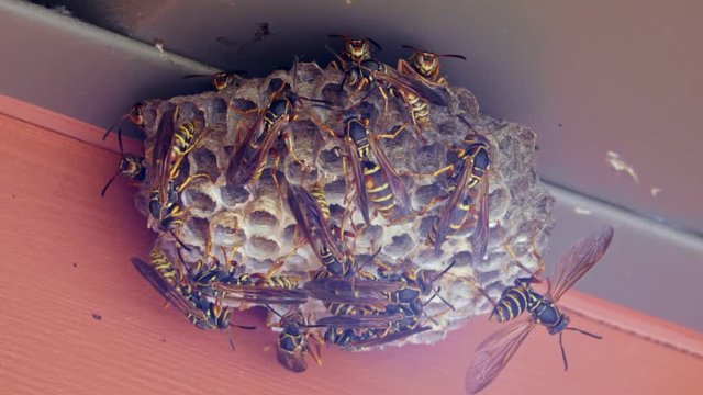 Wasp nest under soffit 02