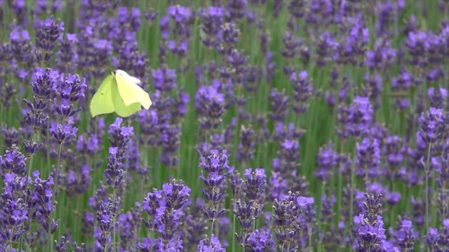 Zitronenfalter (Gonepteryx rhamni)&nbsp;fliegt in Lavendelfeld im Moseltal