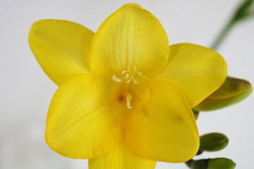 花　フリージャー　黄色　屋内