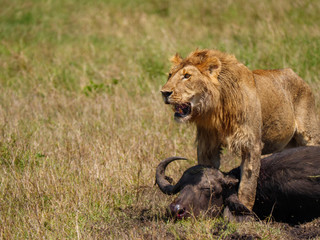 Naklejka na ściany i meble East african lion protecting his cape buffalo prey