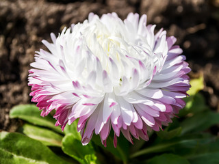 Close-up of a lush white bellis perennis called daisy under the sunshine. Spring bloom flowers in flowerbed.