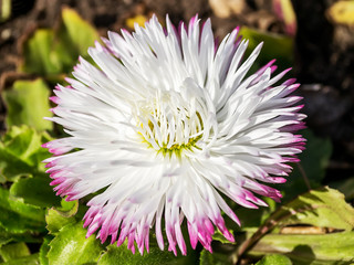 Close-up of a lush white bellis perennis called daisy under the sunshine. Spring bloom flowers in flowerbed.