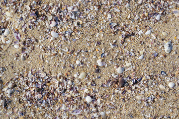 A lot of colorful small seashells on the sea sand. Surface of yellow sea sand with fragments of multicolored seashells.