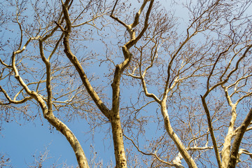 Trunk and branches of an old plane tree with spotted bark against a blue spring sky on a sunny day.