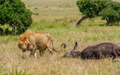 East african lion protecting his cape buffalo prey