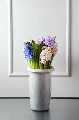 Hyacinths in vase on wooden shelf against neutral wall background with copy space in studio