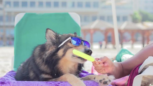 Furry dog with sunglasses enjoying a yellow Popsicle on the beach