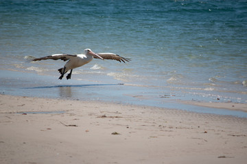 pelican flying on the beach beauty in nature