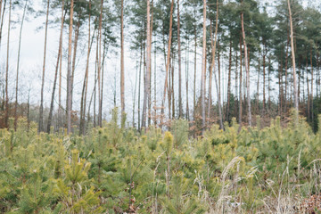 small and tall pines in a forest