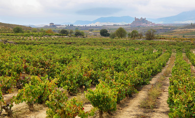 Fototapeta na wymiar Vineyards and Davalillo castle, La Rioja (Spain)