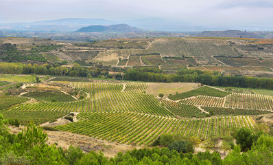 Vineyards from Davalillo castle, La Rioja (Spain)