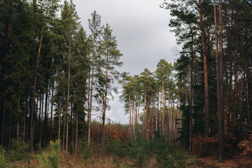 small and tall pines in a forest