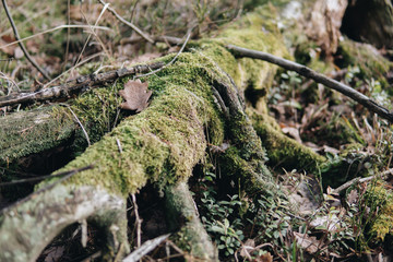 moss on old tree trunk
