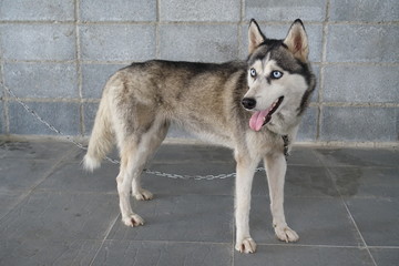 Siberian Husky skinny 