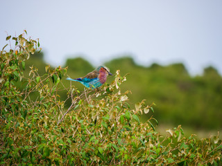Lillac-breasted roller in Masai Mara park in Kenya