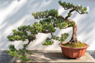 Twisted pine bonsai tree on a wooden table against white wall in Baihuatan public park, Chengdu,...