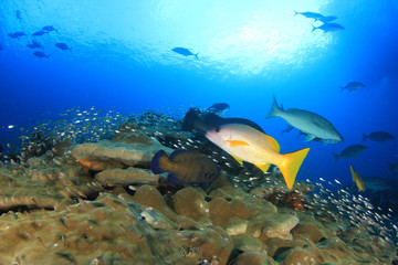 Naklejka na ściany i meble Coral reef and fish in Thailand 