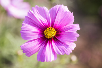 Fototapeta premium Close up pink cosmos flowers in the garden