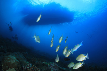 Fototapeta na wymiar Scuba diving beside tropical island 