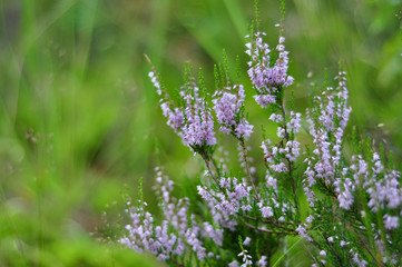 Blooming heather plant flowers in forest close up shot on green foliage background