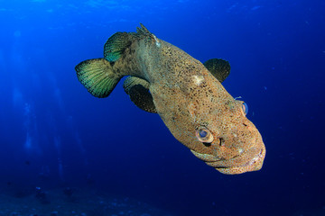 Brown Marbled Grouper fish 