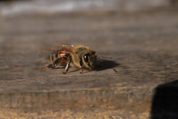 bee