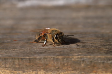 bee
