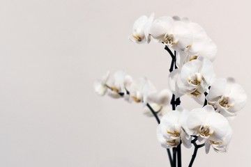 white orchid flower branch
