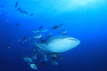 Fototapeta na wymiar Whale Shark
